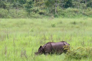 Népal - Rhinocéros unicorne du Parc national du Chitwan