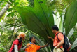 Malaisie - A la découverte du Taman Négara - À la découverte de la flore du parc