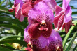 Thailande - La ferme des orchidées