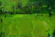 Indonésie - Bali - Sidemen - Surya Shanti Villa - Les rizières de Sidemen